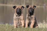 MALINOIS 1025